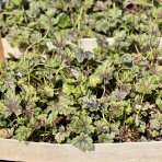 Heuchera (Heuchera villosa) ‘CARNIVAL COCOMINT’® - kont.C2L